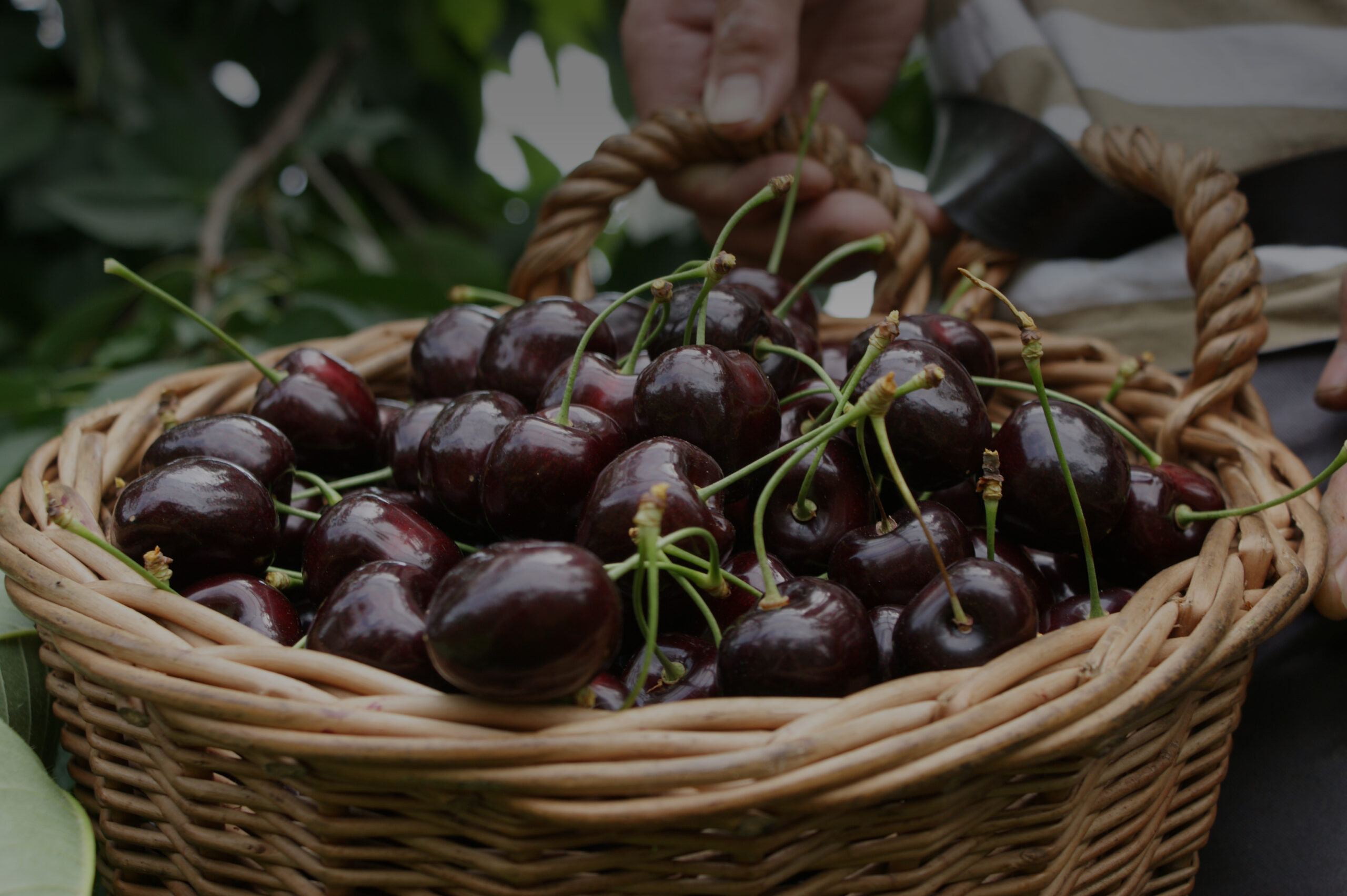 Willkommen beim St.Galler Obstverband.